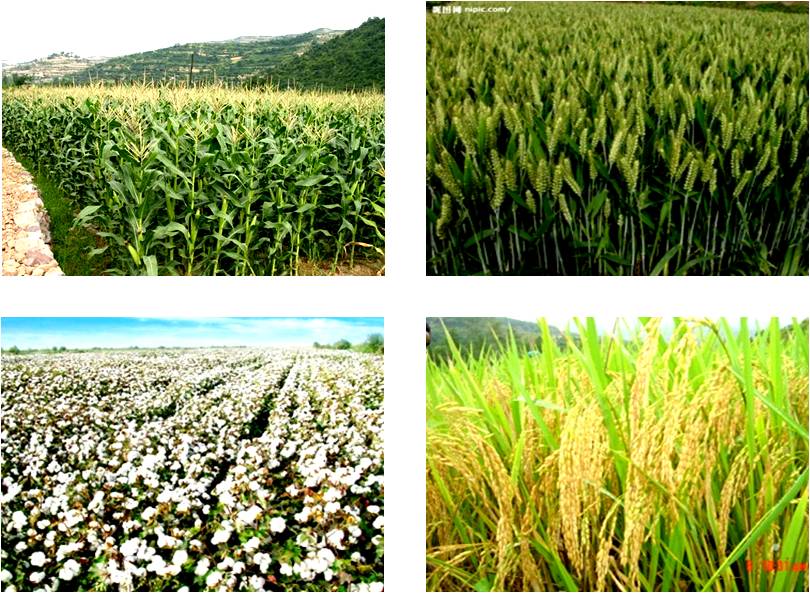 农作物.jpg